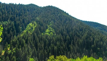 Bayraklı'daki 375 dönüm orman dışına çıkarılmıştı: Keşif için 180 bin TL istendi