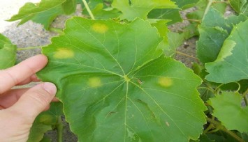 Manisalı bağcılara külleme ve mildiyö hastalığı uyarısı