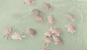 Antalya’da kaplumbağa tehlikesi: 'Keskin tırnaklı, dişli' kaplumbağa korkutuyor