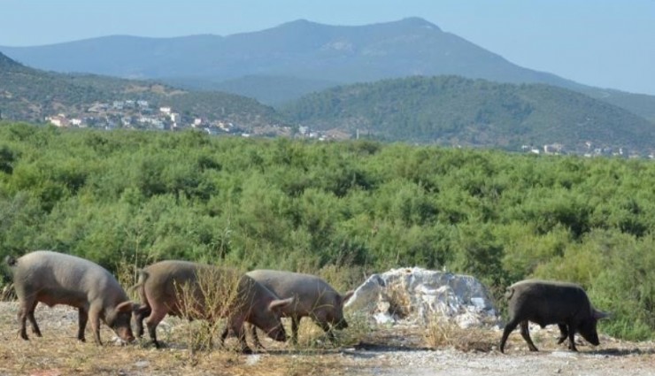 Aydın’da domuz sorunu: Bahçeleri talan ediyorlar