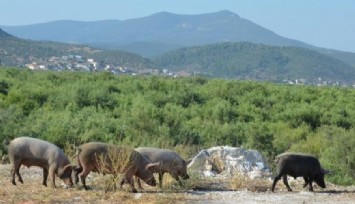 Aydın’da domuz sorunu: Bahçeleri talan ediyorlar