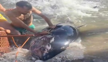 Çeşme'de kıyıya vuran orkinosu sandalye ile tutmaya çalıştılar