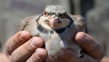 İzmir'in keneyle mücadelesi için 1500 kınalı keklik doğaya salındı