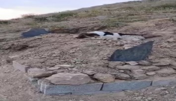 Mezar başında vefa nöbeti: Sahibinin mezarından ayrılmıyor