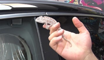 Orman yangınlarında yaralı bulunan 'Renkli'ye sosyal medyada büyük ilgi