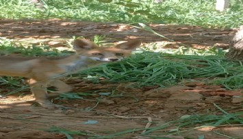 Sarıgöl'de bağda tikiyle karşılaştı, o anları anlattı