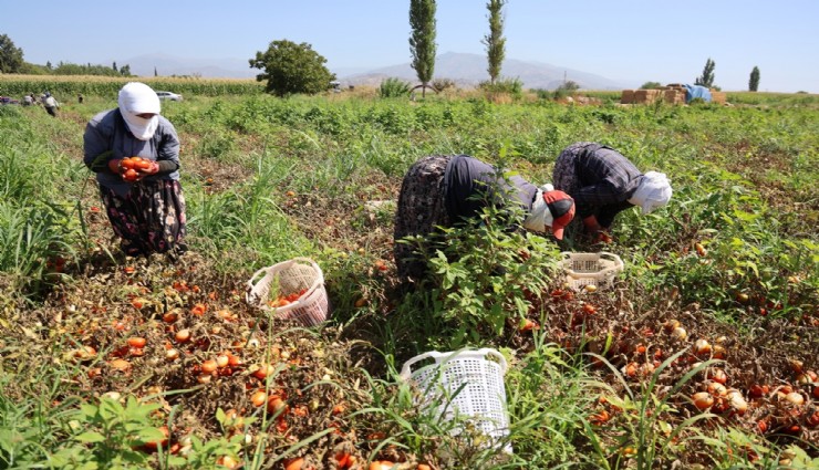 Sıcak hava domatesi vurdu, Aydınlı üretici verim kaybı yaşadı