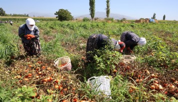 Sıcak hava domatesi vurdu, Aydınlı üretici verim kaybı yaşadı