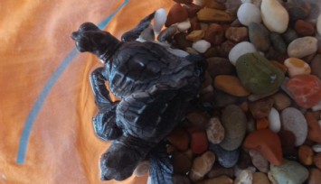 Antalya'da siyam ikizi caretta caretta bulundu