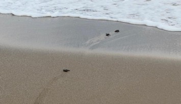 Antalya’da yavru caretta carettaların denizle buluşması için nöbet tutuluyor