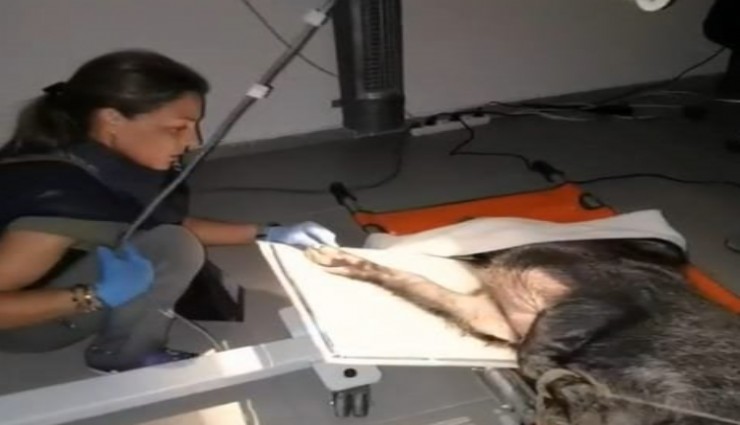 İzmir’de yaralı yaban domuzu tedavi edilip doğal yaşamına döndü