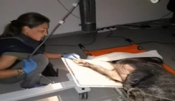 İzmir’de yaralı yaban domuzu tedavi edilip doğal yaşamına döndü