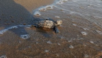 Kuşadası'nda ilk yavrular sürpriz yuvadan çıktı