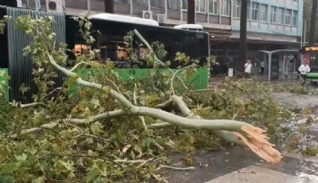 Üzerine ağaç devrilen belediye otobüsünde can pazarı