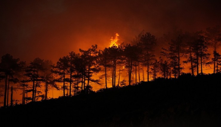Yanan 3 bin hektar orman için 100 yıl gerekiyor