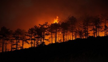 Yanan 3 bin hektar orman için 100 yıl gerekiyor