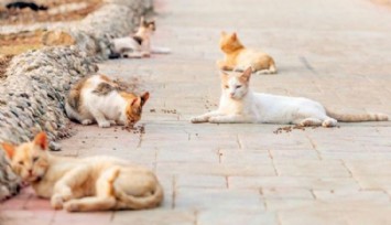Afyonkarahisar Valiliği'nden tepki çeken karar: Sahipsiz hayvanların beslenmesi yasaklandı