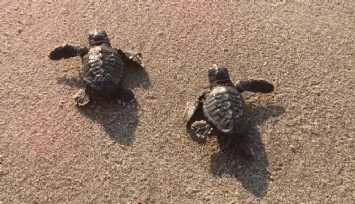 Aydın sahillerinde caretta caretta sevinci: 469 yavru denize ulaştı