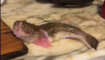 İç organları temizlenen balık dakikalarca çırpınmaya devam etti