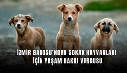 İzmir barosu’ndan sokak hayvanları için yaşam hakkı vurgusu
