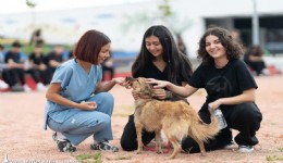 İzmir’den satın alma, sahiplen çağrısı: 2 bin 300 patili dost yuva bekliyor
