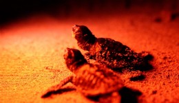 Didim'de caretta caretta yavruları denizle buluştu