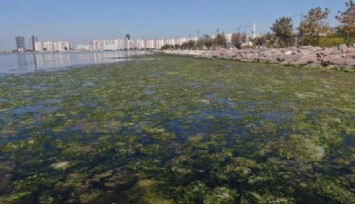 Bostanlı sahilini yine deniz marulu kapladı