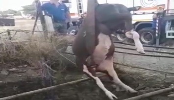 Balçova’da kuyuya düşen inek itfaiye ekiplerince kurtarıldı