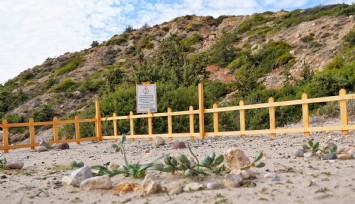 Çeşme’de kum zambakları koruma altına alındı