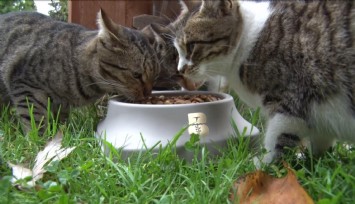 Bir mektupla onlarca kediyi doyurdu