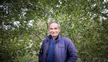 Zeytin ağaçlarını sütle besliyor