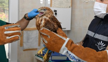 İzmir’de parkta bulunan yavru “Kızıl şahin” koruma altına alındı