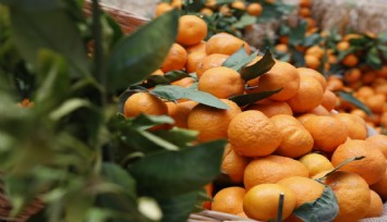 Seferihisar'da turuncu şenlik