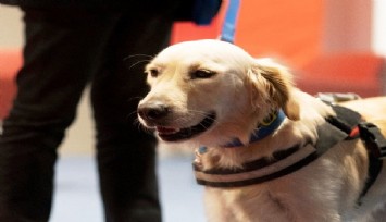 İzmir’de engelsiz yaşam için devrim gibi karar: Rehber köpekler toplu ulaşım araçlarına alınacak