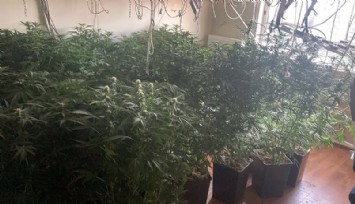 Villaya kaçak elektrik çekip, uyuşturucu serası kurmuşlar