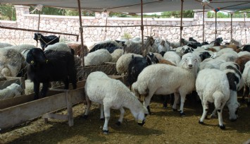 Kurban pazarı hareketlendi