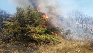 Aliağa’da makilik alandaki yangın kontrol altına alındı