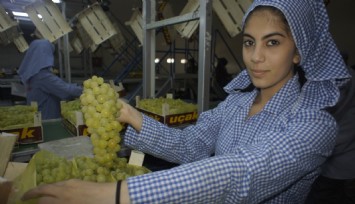 Türkiye’nin taze üzüm ihracatı 158 milyon doları geçti  