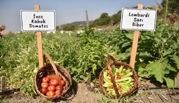 Bornova Belediyesinden tohumdan fideye yerel üreticiye destek