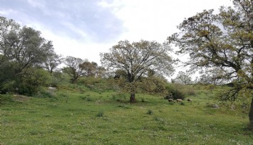 İzmir Büyükşehir Belediyesi yangına dirençli yeşil örtü için “orman seferberliği” başlatıyor