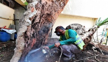 İzmir’de 120 ağaç yok olmaktan kurtarıldı