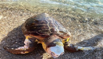 Çeşme sahiline nesli tükenen hayvanlardan olan Caretta Caretta’nın cansız bedeni vurdu