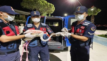 Devriye gezen jandarma yaralı flamingoya sahip çıktı  