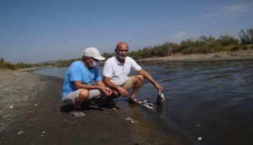 İzmir’de kıyıya vuran binlerce balığın ölümü endişelendirdi