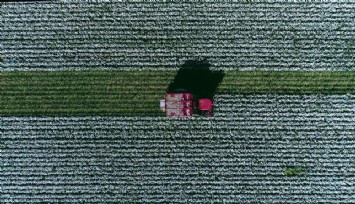 İzmir’deki “Beyaz Altın”da hasat zamanı