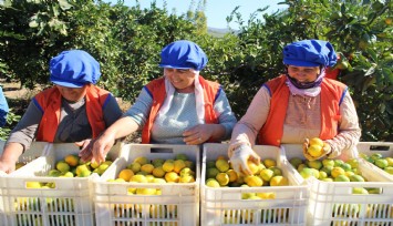 Sarı altın satsumada hasat zamanı