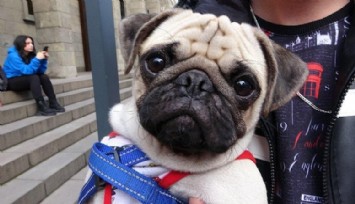 Sahipli köpeklerle ilgili dikkat çeken karar