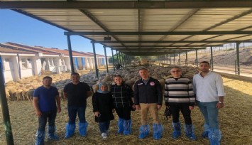 Manisa Büyükşehir damızlık koç desteğine hazırlanıyor