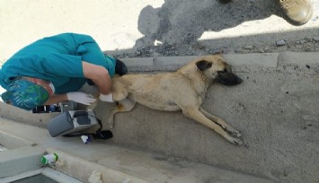 Kuduz riskli temaslarda hayat kurtaran yöntem