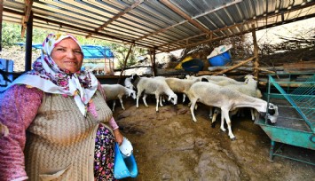 Üreticiye koyun desteği umut oldu